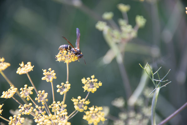 Wasp on yellow