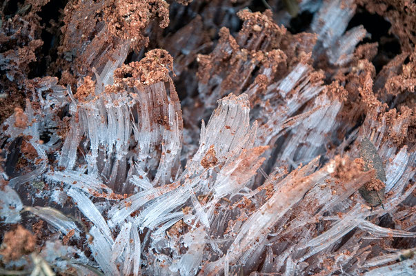 Ice Columns emerging from rotting wood