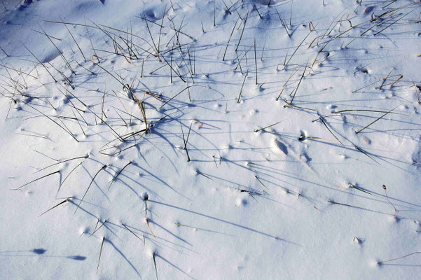 Snow Whiskers