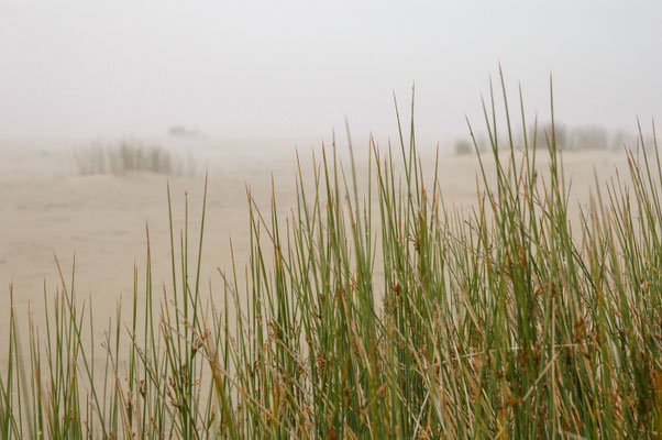 Foggy Beach