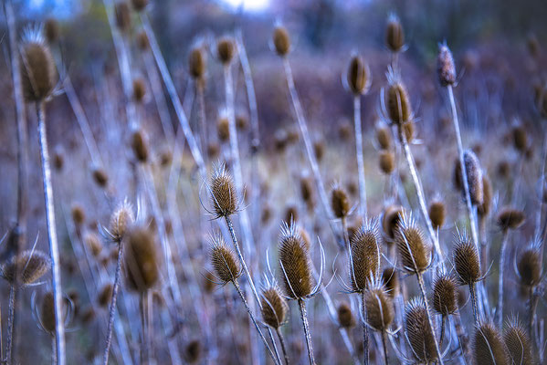 Thistle patch
