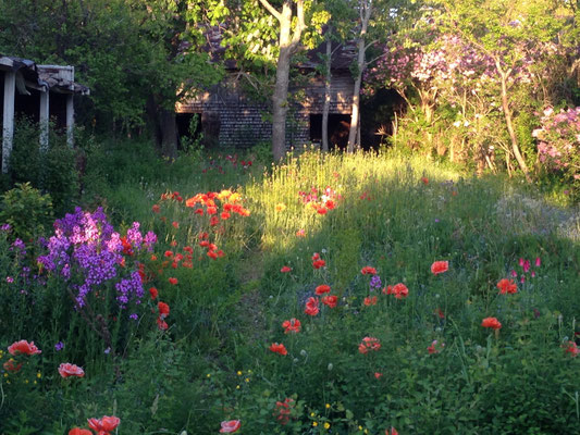 Abandoned garden