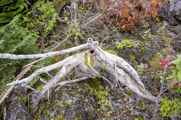 Hidden fire in roots