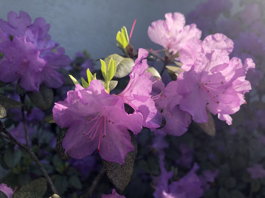 Azalea in sunlight