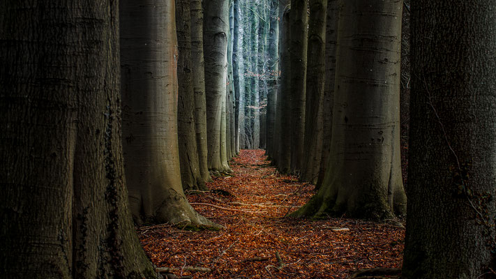 Niederlande Lochem  -   All images: © Klaus Heuermann  -