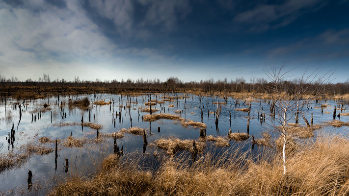 Rehdener Geestmoor  -   All images: © Klaus Heuermann  -