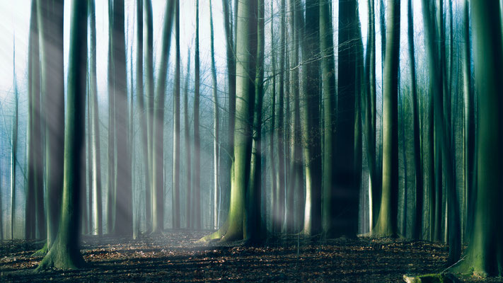 Teutoburger Wald  -   All images: © Klaus Heuermann  -