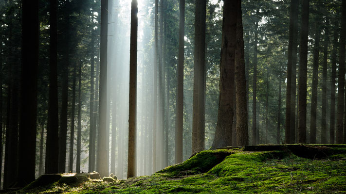 Teutoburger Wald  -   All images: © Klaus Heuermann  -