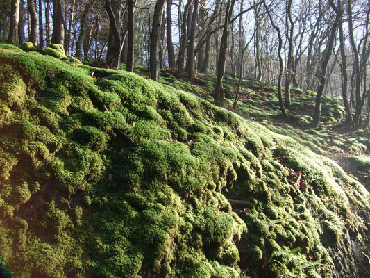 Single westerwald