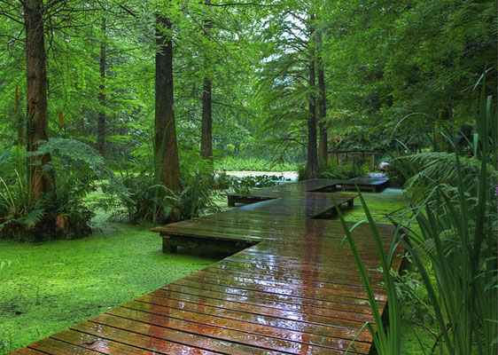 "Grüne Hölle"...auch bei Regen hat der Botanische Garten seine Reize...