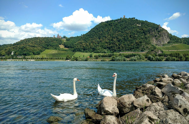 Cisnes no Rio Reno frente ao morro Drachenfels