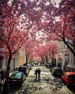 As cerejeiras em flor no centro de Bona