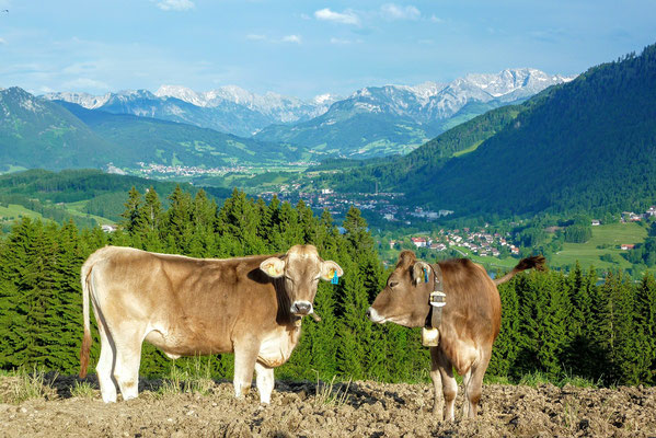Vacas na região de Allgäu no Sul da Alemanha