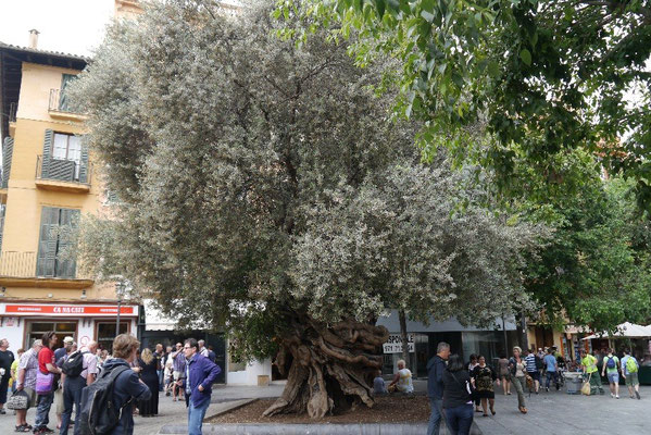 Der älteste Olivenbaum (ca. 1000 Jahre)