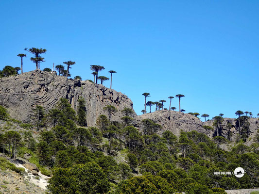 Die skurillen Araucarias Bäume