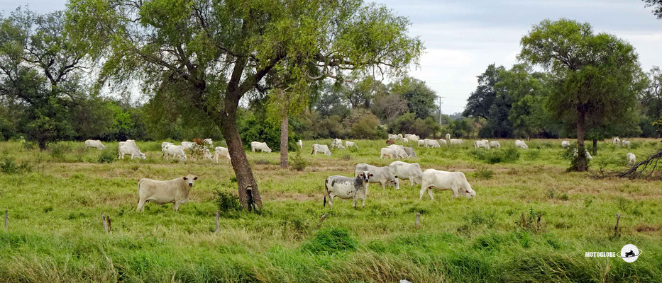 Viehzucht ist einer der Grundpfeiler im Chaco um Geld zu verdienen