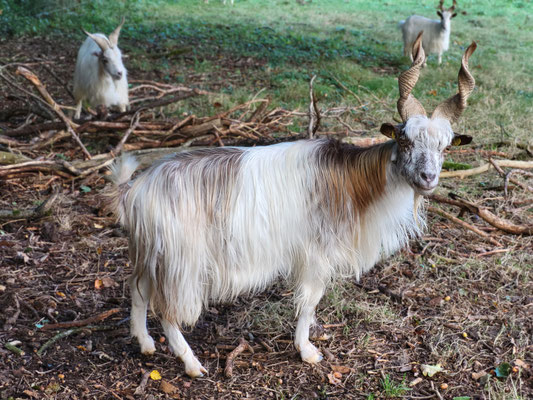 Jytte, Mutter von Kiwi und Obelix (*2017)