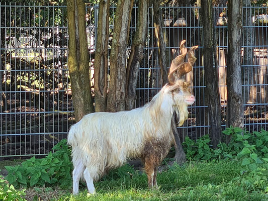 Elvis, unser ehemaliger Zuchtbock aus dem Tierpark Berlin, Vater fast aller unserer Nachzuchten, leider mittlerweile verstorben