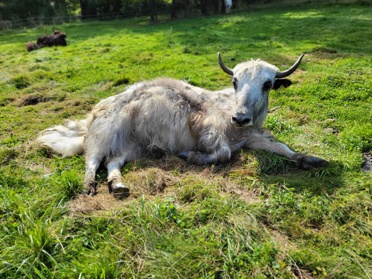 Valentina, Chefin der Rinderherde, totale Schmusebacke (*2021)