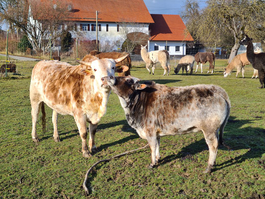 Lars und Annabell in Love