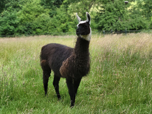 Two Face, Junghengst mit toller Zeichnung im Gesicht, Azubi bei den Wanderungen (*2022)