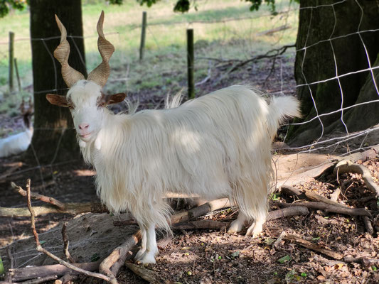 Hermine, Schwester von Harry Potter und Mutter von Jack Sparrow, eigene Nachzucht (*2019)