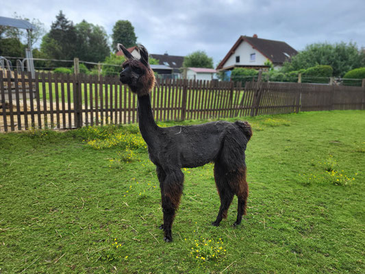 Zoe, kleine, schwarze Jungstute, eigene Nachzucht (*2023)