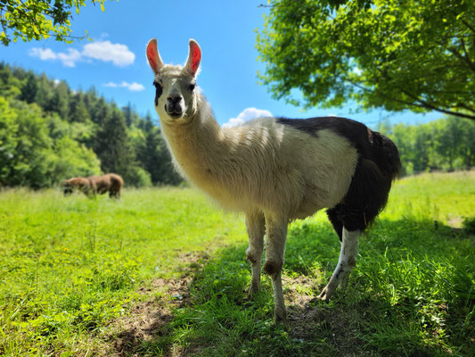 Sandro, Zuchthengst, sehr groß (*2016)