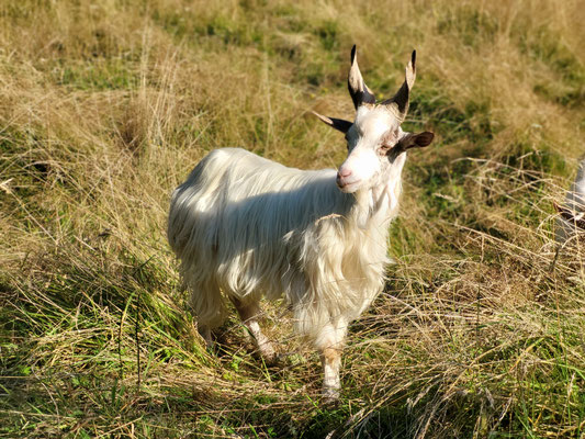 Obelix, kastrierter Bock, eher schüchtern und zurückhaltend, lebt in unserer Bockherde, eigene Nachzucht (*2023)