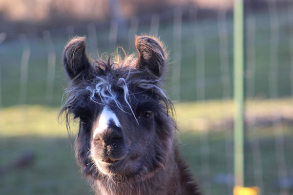 Luna, Mutter von vielen Fohlen, mittlerweile in Rente (*2012)