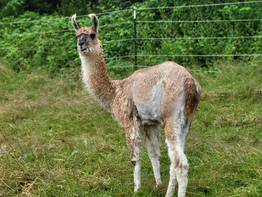 Jackson, Junghengst, sehr klein und hager geblieben, kam aus dem Tierschutz zu uns, Alter unbekannt