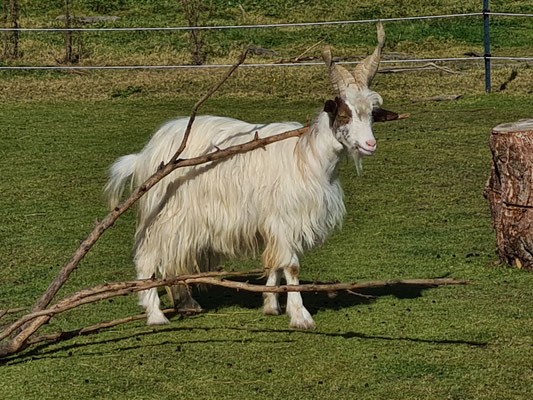 Harry Potter, kastrierter Bock, Bruder von Hermine, sehr menschenbezogen, eigene Nachzucht (*2019)