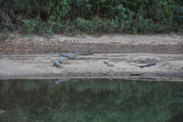 Krokodile in der Windjiana Gorge