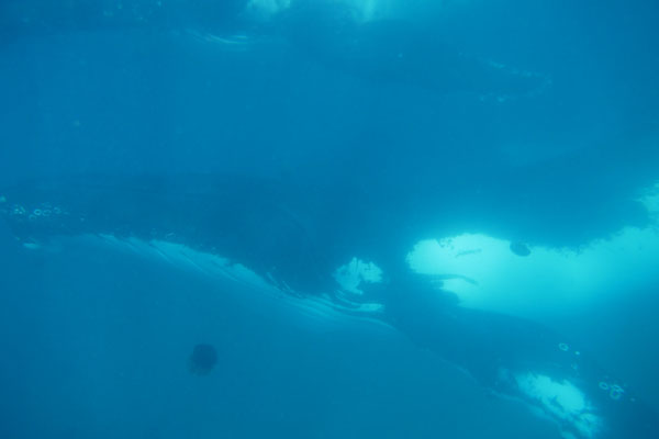 Humpback Whale (Buckelwal) im Wasser