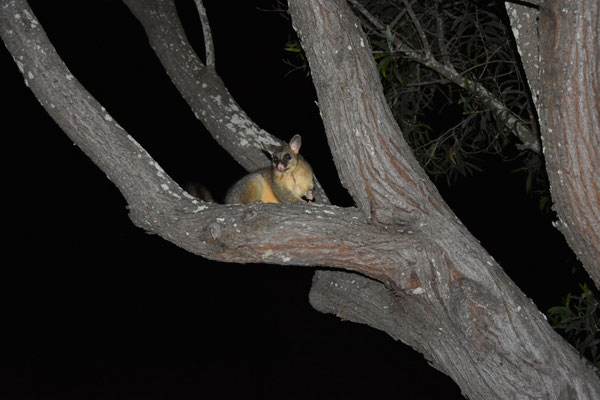 Nächtlicher Besuch in Brisbane (Brushtail Possum)