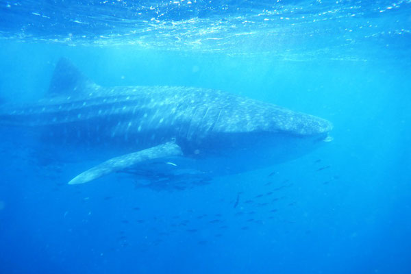 Whale Shark (Walhai)