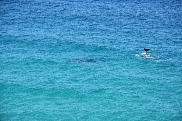 Fraser Island: Humpback Whale (Mutter inkl. Jungtier)