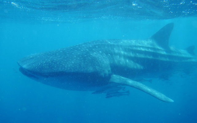 Whale Shark (Walhai)