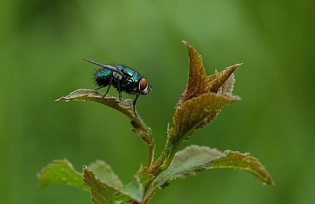 Le 14/05/2016 Mouche Attignéville Vosges 88 Objectif Canon 100 macro f 2.8 L IS USM