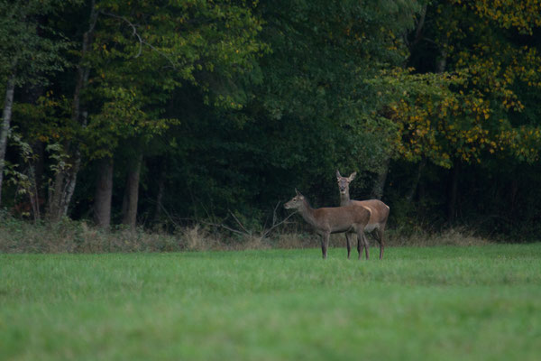 Le 17/10/2020 Biches dans les Vosges.