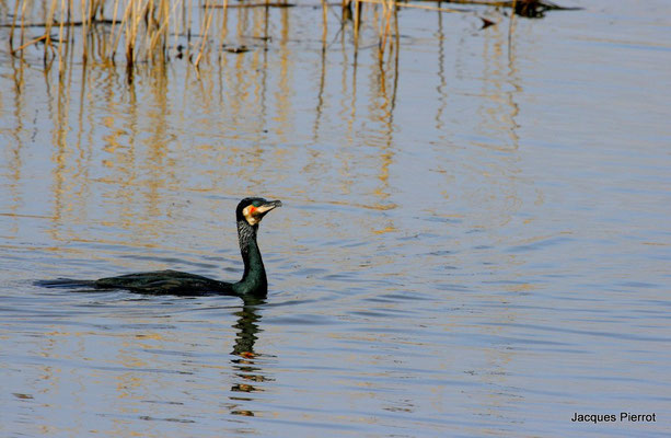 Grand cormoran dans l'étang des landes.  