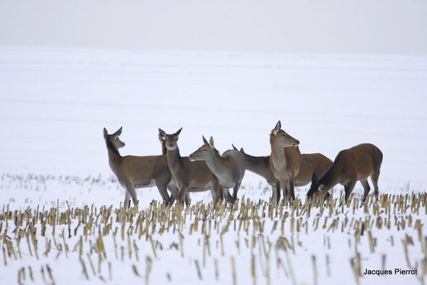 Le 28/12/2008 Une harde, biches cerfs daguets et faons dans une prairie enneigée.( Vosges )