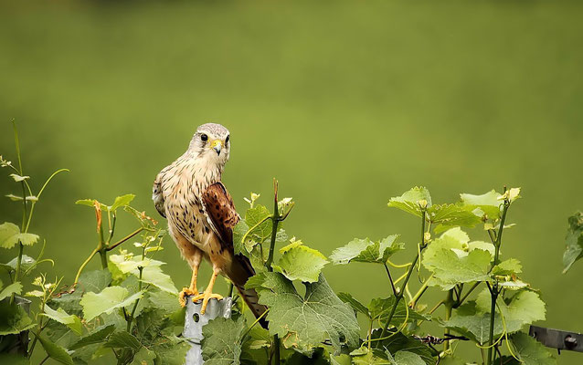 Le 27/07/2013 Faucon crécerelle au Kaiserstuhl (Allemagne)