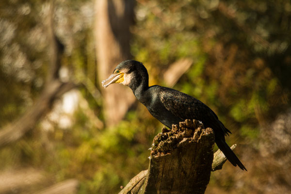 Le 24/09/2016 Grand cormoran parc de Sainte Croix (Moselle 57)