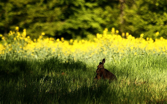 Le 18/05/2013 Lièvre à Bouzey (Vosges)