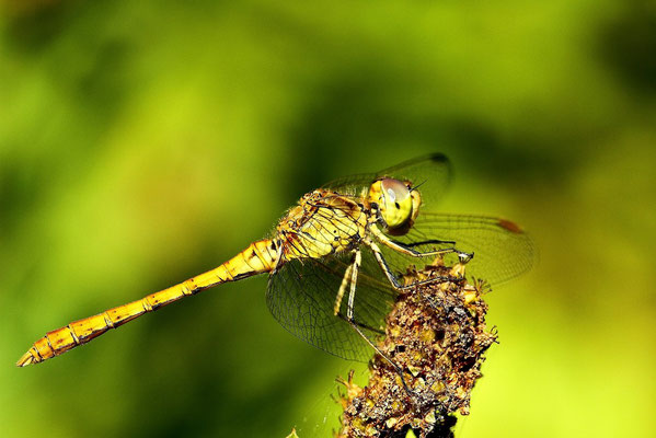 Le 15/08/2012 Libellule. Objectif Canon 100 macro f 2.8 L IS USM