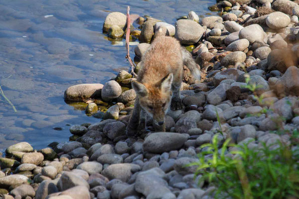 Le 04/08/2018 Renard en ballade au bord de la Moselle (Vosges 88)