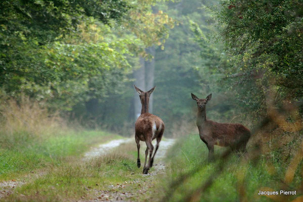 Le 26/09/2009 Deux biches sortent de la forêt.  ( Vosges )