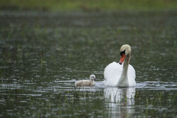 Le 11/05/2021  Cygne tuberculé Bouzey  (Vosges)