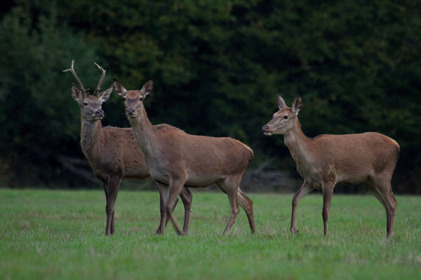 Le 17/10/2020 Biches et daguet dans les Vosges.